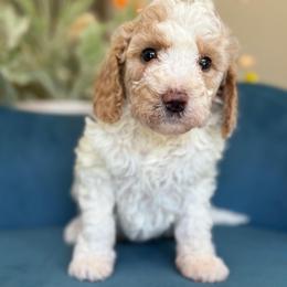 Helen - Parti female Goldendoodle puppy in Yuciapa, California from AlltheDoodlez_