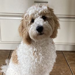 HILDIE - Goldendoodle