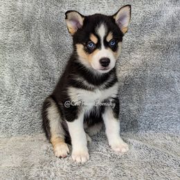 Pomsky Puppies from Chi-Town Pomsky