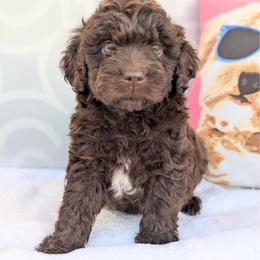 Teddy (Yellow collar) - Brown and white male Aussiedoodle puppy in Coulee City, Washington from Mr and Mrs Doodle Farm