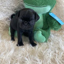 NILES  Green boy 2 - Black male Pug puppy in Onalaska, Washington from Cupid’s Pugs