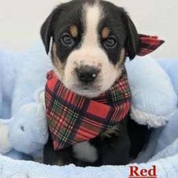 Boy 5 - Black, white and red male Greater Swiss Mountain Dog puppy in Hockessin, Delaware from Simply Swissies