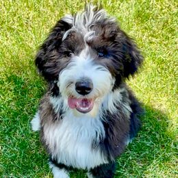 Kinley Kay - Sheepadoodle