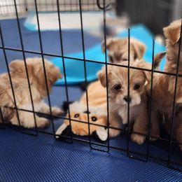 Morkie Puppies from My Precious Pups