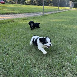 Cocker Spaniel Puppies from K&M crocker Spaniels