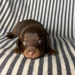 MM MALE 3 - Chocolate and tan male Dachshund puppy in Elkhart, Indiana from Hart City Dachshunds