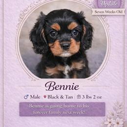 Prince Valentino - Black and tan male Cavalier King Charles Spaniel puppy in Mesa, Arizona from Comfort Royalty Cavaliers