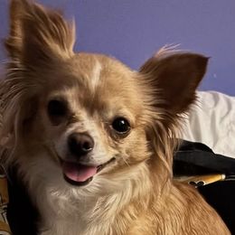 Chihuahuas from Starlit Paws Chihuahuas