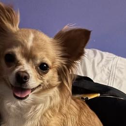 Chihuahuas from Starlit Paws Chihuahuas