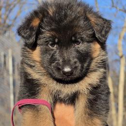 Cupcake - Black and red female German Shepherd puppy in Bridgewater, New Jersey from Hamza's German Shepherds