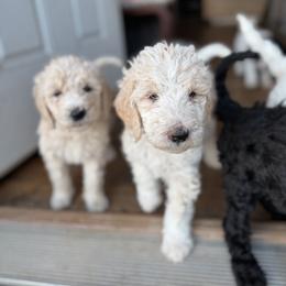 Bernedoodle and Double Doodle Puppies from ETX Dandy Doodle
