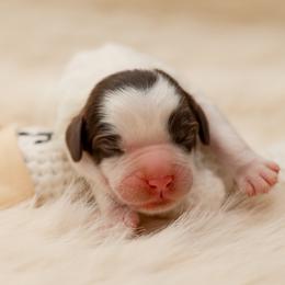 Plum - Tri-color female Australian Labradoodle puppy in Redding, California from Shasta Royal Monroe Puppies
