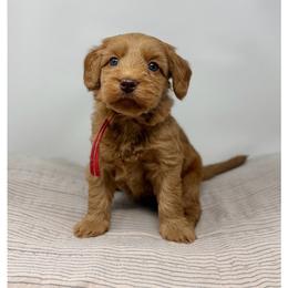 Arbequina - Caramel female Australian Labradoodle puppy in Sacramento, California from Little Farmstead Labradoodles
