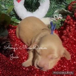 AKC Jack (Dark Blue) - Cream male Dachshund puppy in Jena, Louisiana from Amy’s Mini Doxies