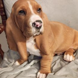 Wally - Brown and white male Basset Hound puppy in Imler, Pennsylvania from Happy Hounds