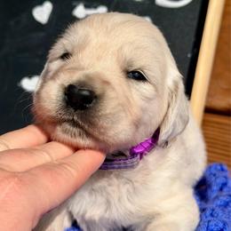 Whisper - Light golden female Golden Retriever puppy in Doniphan, Missouri from Stockford’s Golden Retrievers