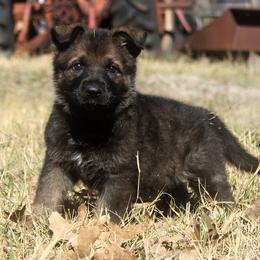 Orange Collar - Sable female German Shepherd puppy in Mansfield, Texas from Vom Anfang German Shepherds