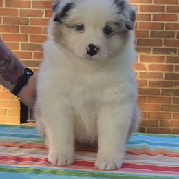 Croquette - Blue merle female Australian Shepherd puppy in Bumpass, Virginia from Glitterati Australian Shepherds