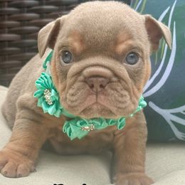 Girl 3 - female Bulldog puppy in Sodus, New York from Upstate NY French & English Bulldogs