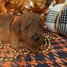 Pumpkin - Red  male Poodle puppy in Miami, Florida from Katy's Toy Poodles