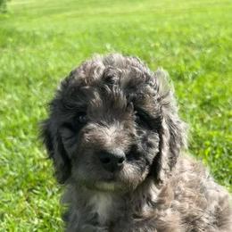 Willow - Merle female Bernedoodle puppy in Copenhagen, New York from Moser’s Mapleridge Farm