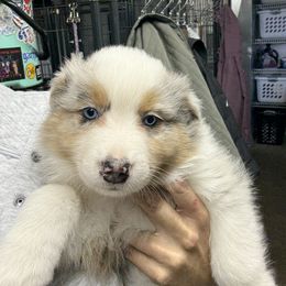 BMM1 - Blue merle male Australian Shepherd puppy in Washington, Indiana from Bombshell Australian Shepherds