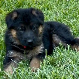 Princess Leia - Black and red female German Shepherd puppy in Paso Robles, California from Central Coast German Shepherds