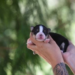 Fig - Black and white male Pomsky puppy in Coos Bay, Oregon from Ocean View Pomskies