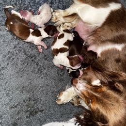 Girl 1 - Piebald female Dachshund puppy in Copperas Cove, Texas from Creme de la Creme Dachshunds