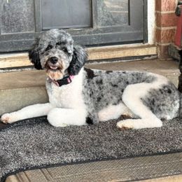 Maisie - Bernedoodle