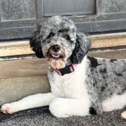 Maisie - Bernedoodle