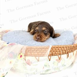 Moose - Chocolate and tan male Dachshund puppy in Greenville, North Carolina from The Gorman Farms