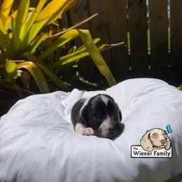 Dahlia (CKC) - Piebald female Dachshund puppy in Ocala, Florida from The Wiener Family