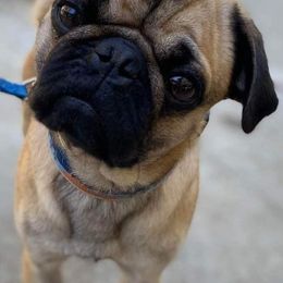 Pugs from Gadsden Pugs