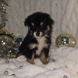 Tinkerbell - Black and white female Companion Cross puppy in Decatur, Illinois from Petite Pups
