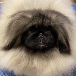 Pekingese from Montana Twins Pekingese