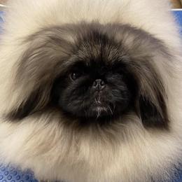 Pekingese from Montana Twins Pekingese