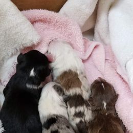 Miniature Australian Shepherd and Toy Australian Shepherd Puppies from CKD DOUBLETREE AUSSIES