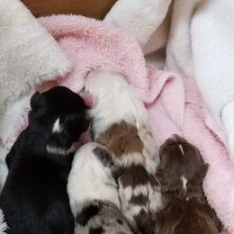 Miniature Australian Shepherd and Toy Australian Shepherd Puppies from CKD DOUBLETREE AUSSIES