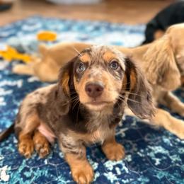 Ruger - Dapple male Dachshund puppy in La Veta, Colorado from Spanish Peaks Longhair Mini Dachshunds