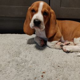 Basset Hound Puppies from Orange Mountain Basset Hounds
