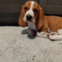 Basset Hound Puppies from Orange Mountain Basset Hounds