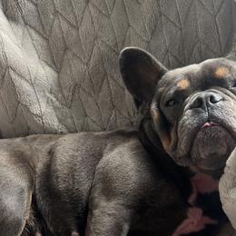 French Bulldogs from Grays Frenchies