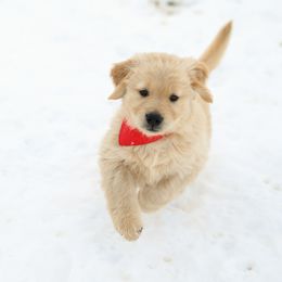Boy 1 - Golden Retriever puppy from Gold Mountain Kennel