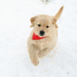 Boy 1 - Golden Retriever puppy from Gold Mountain Kennel