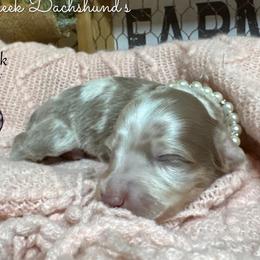 Indigo - Dapple female Dachshund puppy in Fayetteville, West Virginia from Loop Creek Dachshunds
