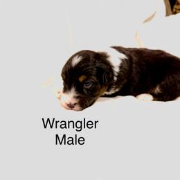 Wrangler - Black tri-color male Australian Shepherd puppy in Vernal, Utah from Dancing M Kennels