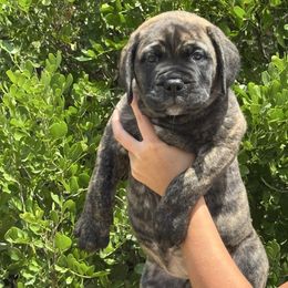 Elsa - Red fawn brindle female Bullmastiff puppy in San Antonio, Texas from Blushing Dawn Bullmastiffs