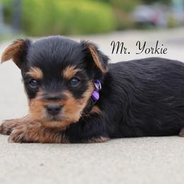 Ducky - Black and tan female Yorkshire Terrier puppy in Ceres, California from Mr.Yorkie