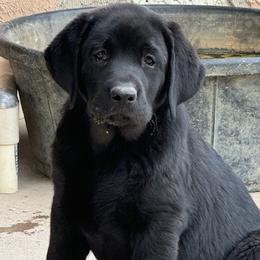 Labrador Retriever puppies from Labrador emPAWrium